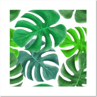 Monstera Cheese Plant Posters and Art